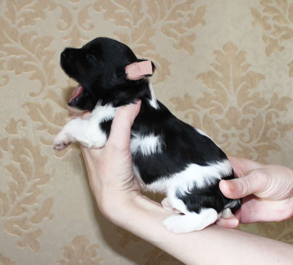 Charuyuschiy Soblazn Varen'ka