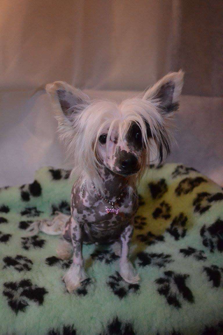 Nightstorms Black Lable