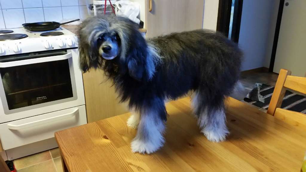 Nightstorms Black Velvet