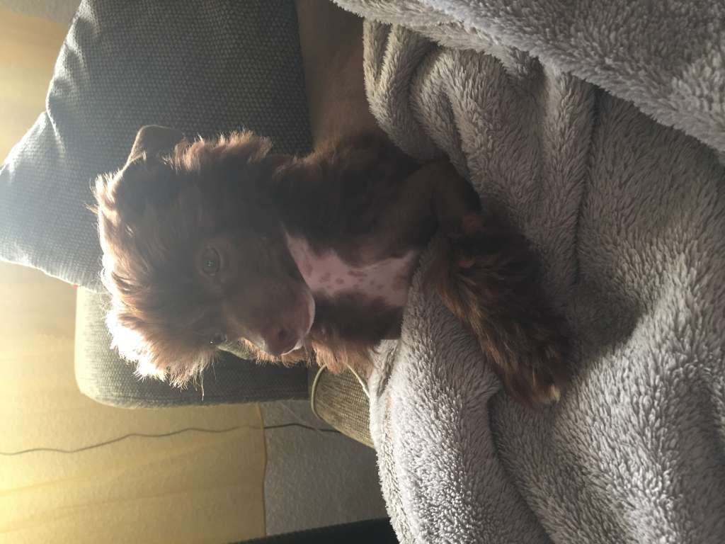 Felici Amici Enny-Sue