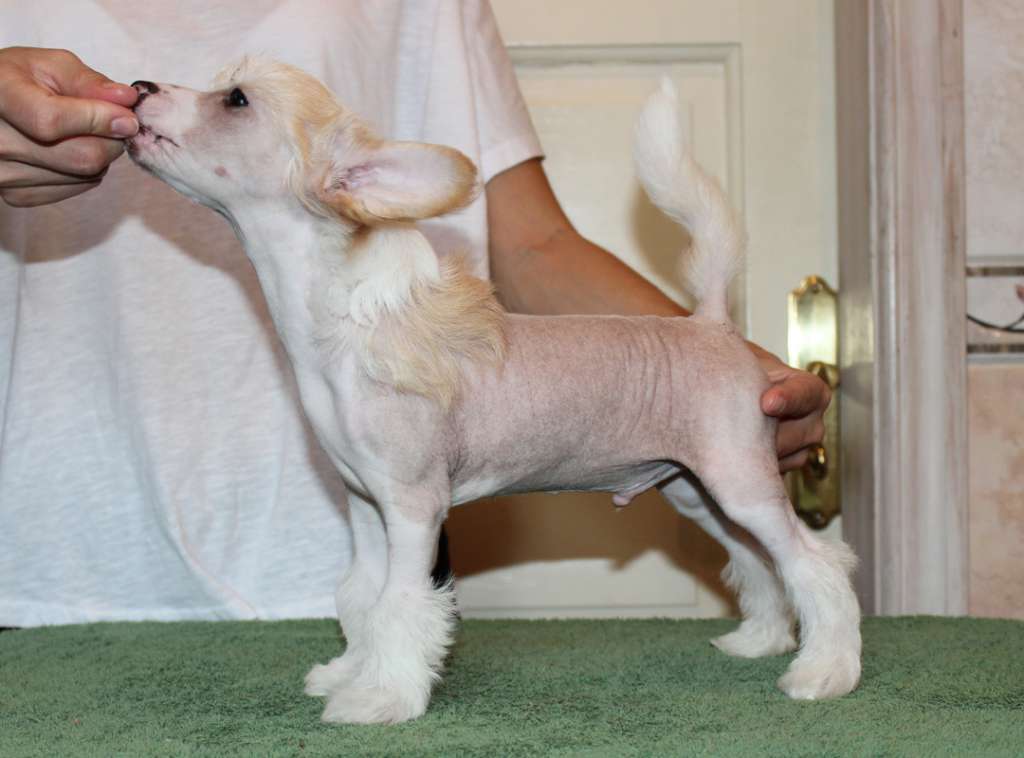 Sirocco I'd Pawn My Mom