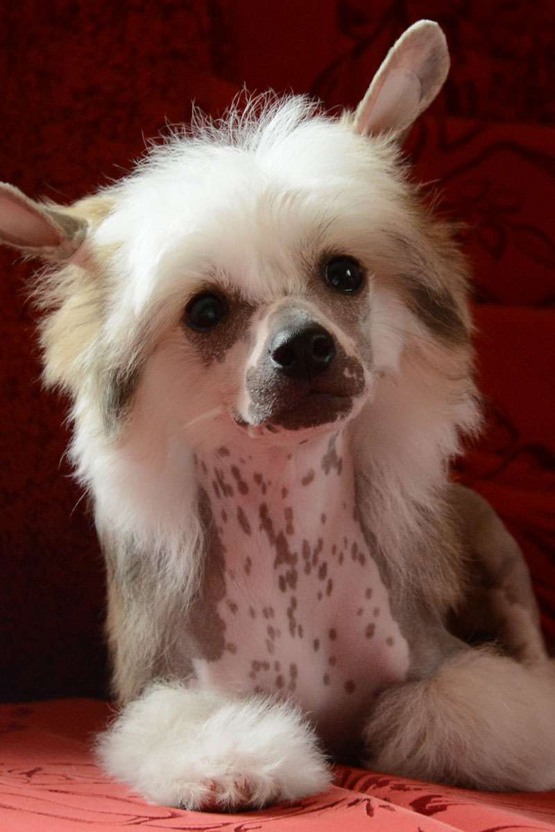 Danika Star Listen To Your Heart