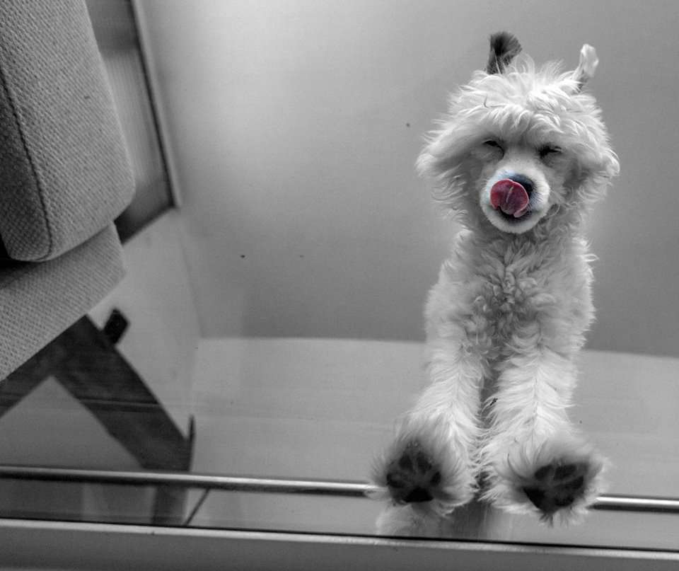 Dusty Made of Frabies Beauties