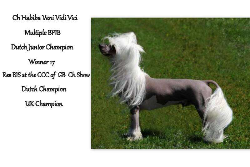 Multi CH Habiba Veni Vidi Vici
