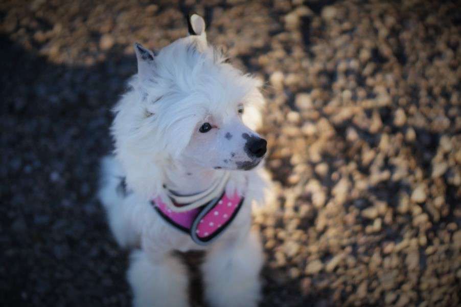 Da Vinci Made of Frabies Beauties