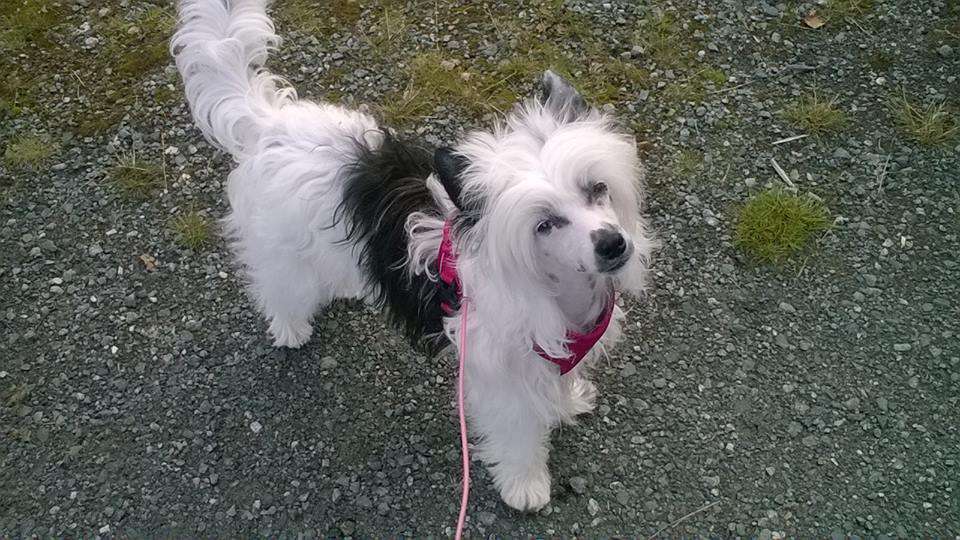 Dahila Made of Frabies Beauties