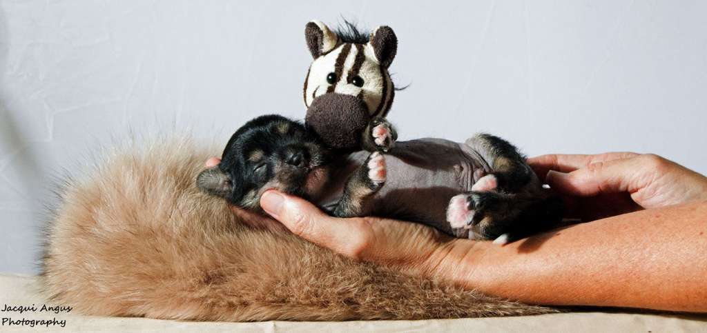 LaLunaBlu Dirty Harry