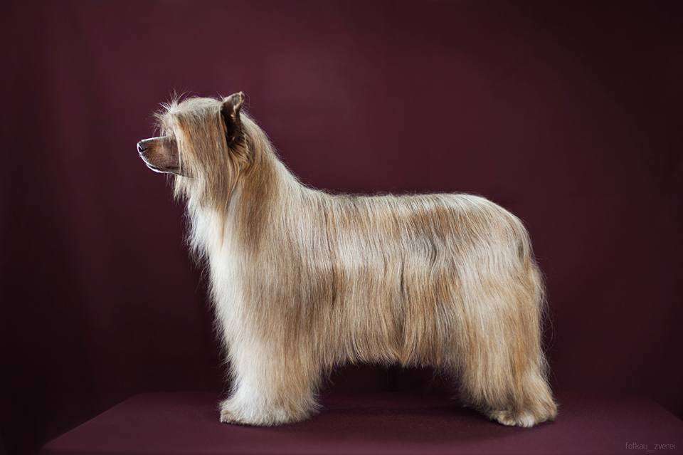 Nefritovji Budda Hlojana Bern