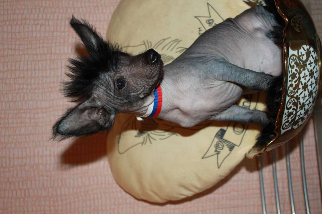 Nefritovji Budda Crystal Glamyr