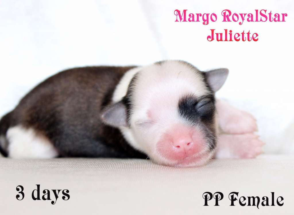 Margo RoyalStar Juliette