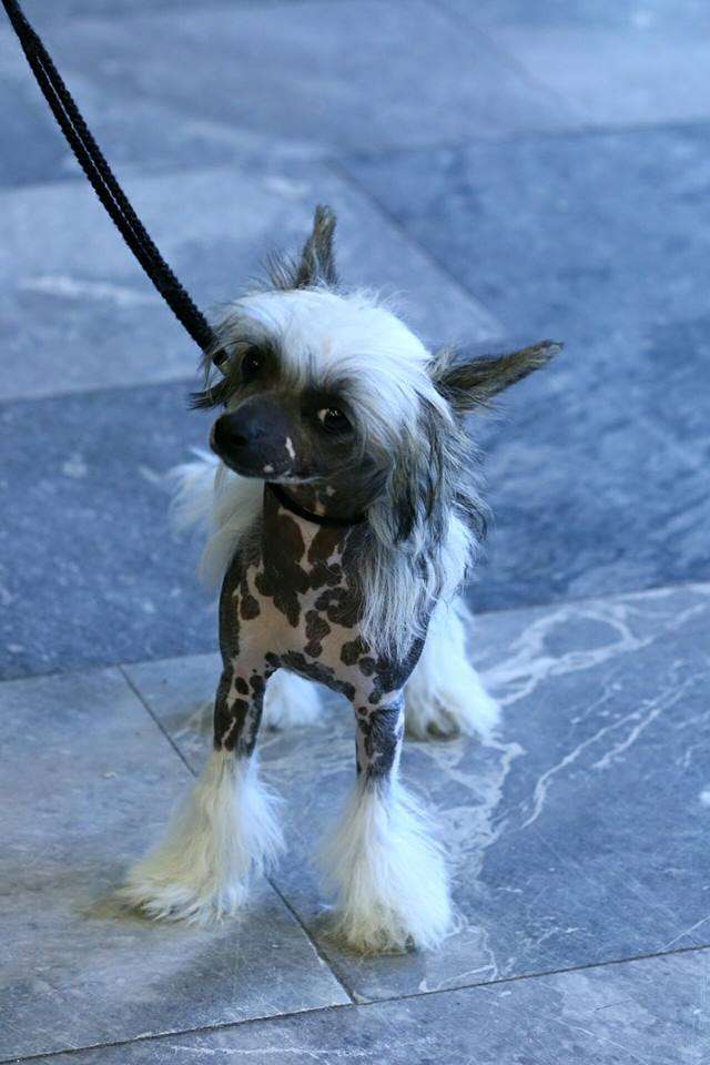 Eaton z Jestrebiho kralovstvi