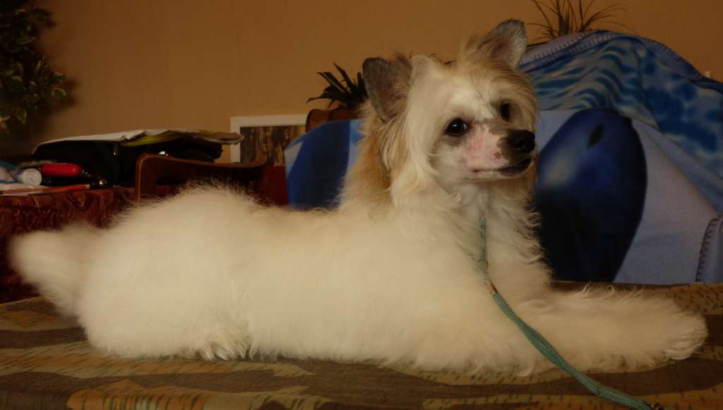 Elyas z Jestrebiho kralovstvi