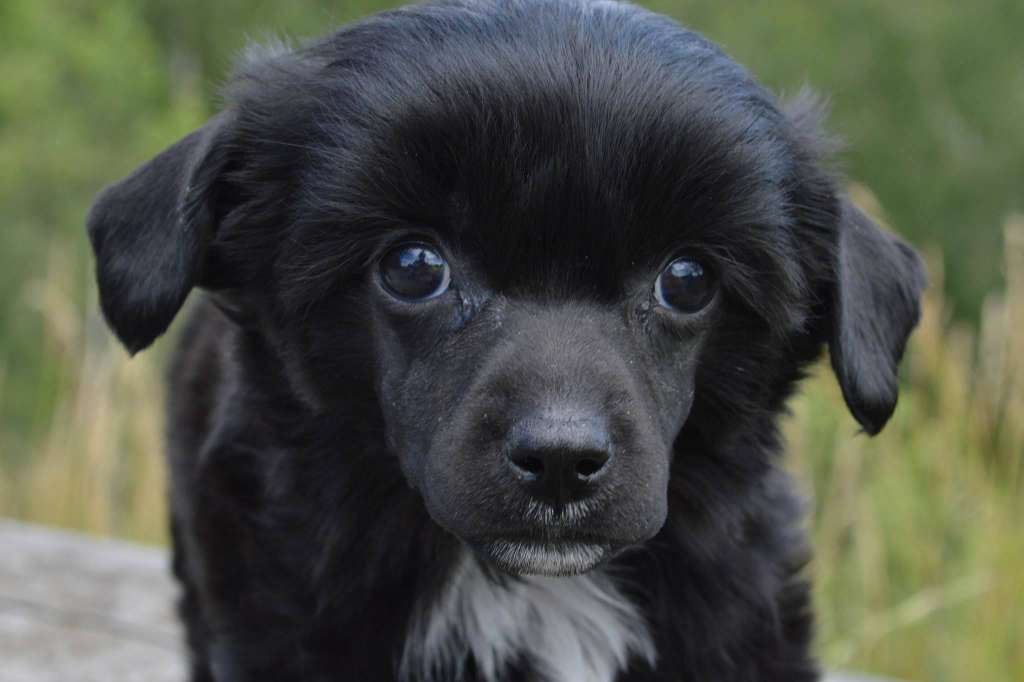 Glamstar's Amarula Dark Temptation