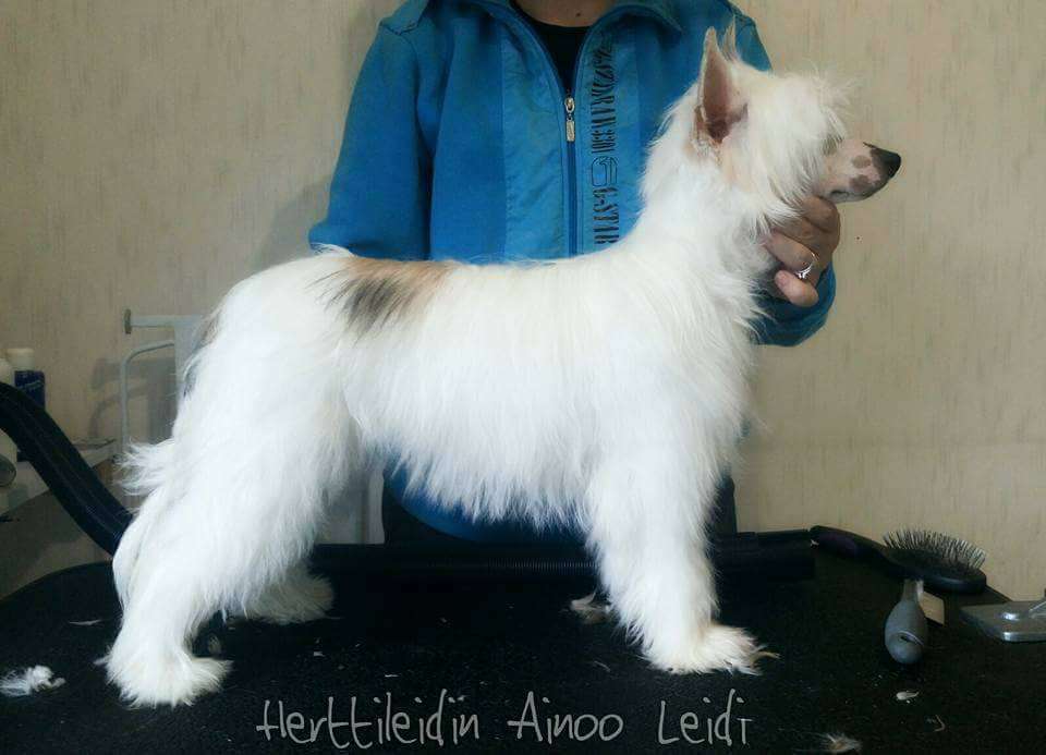 Herttileidin Ainoo Leidi