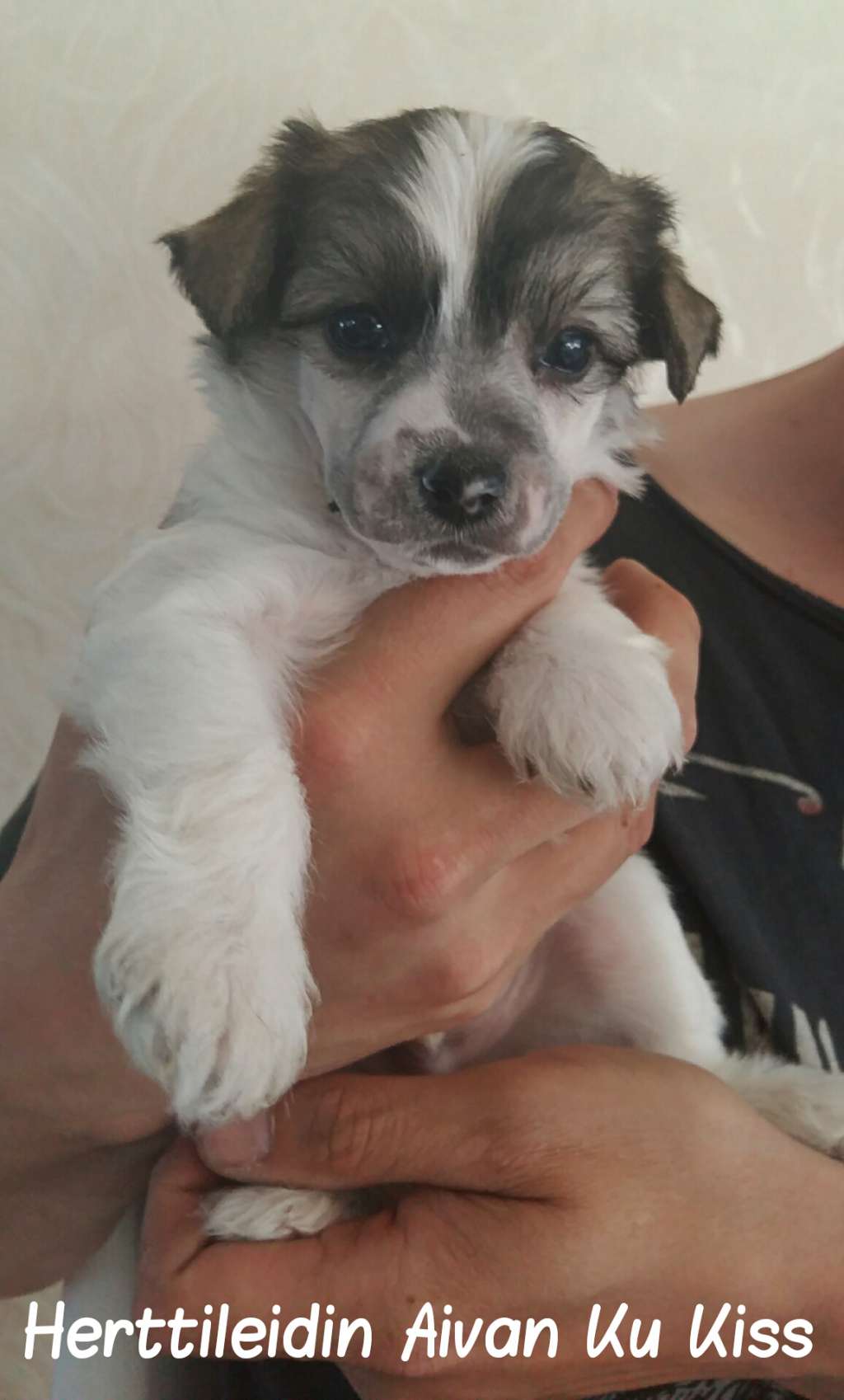 Herttileidin Aivan Ku Kiss