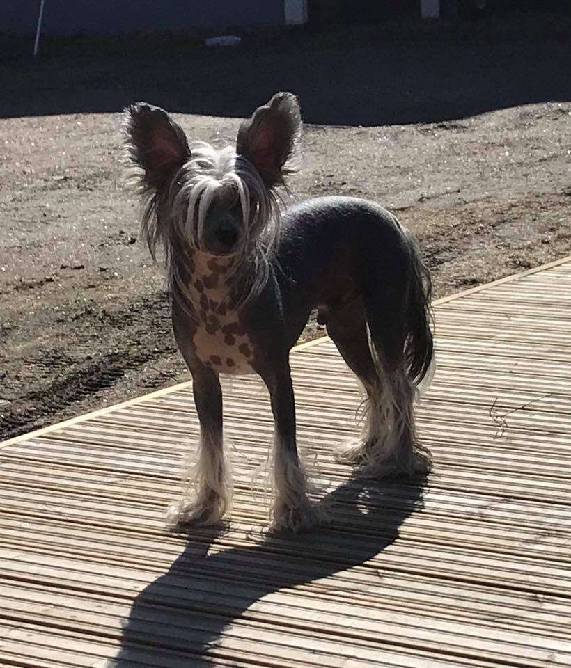 Herttileidin Aito Ja Oikia