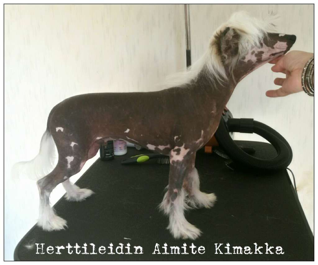 Herttileidin Aimite Kimakka