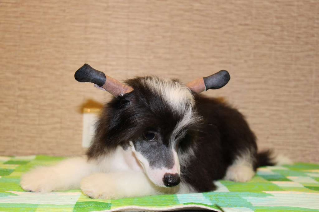 Gallurius Necklace of Nerine