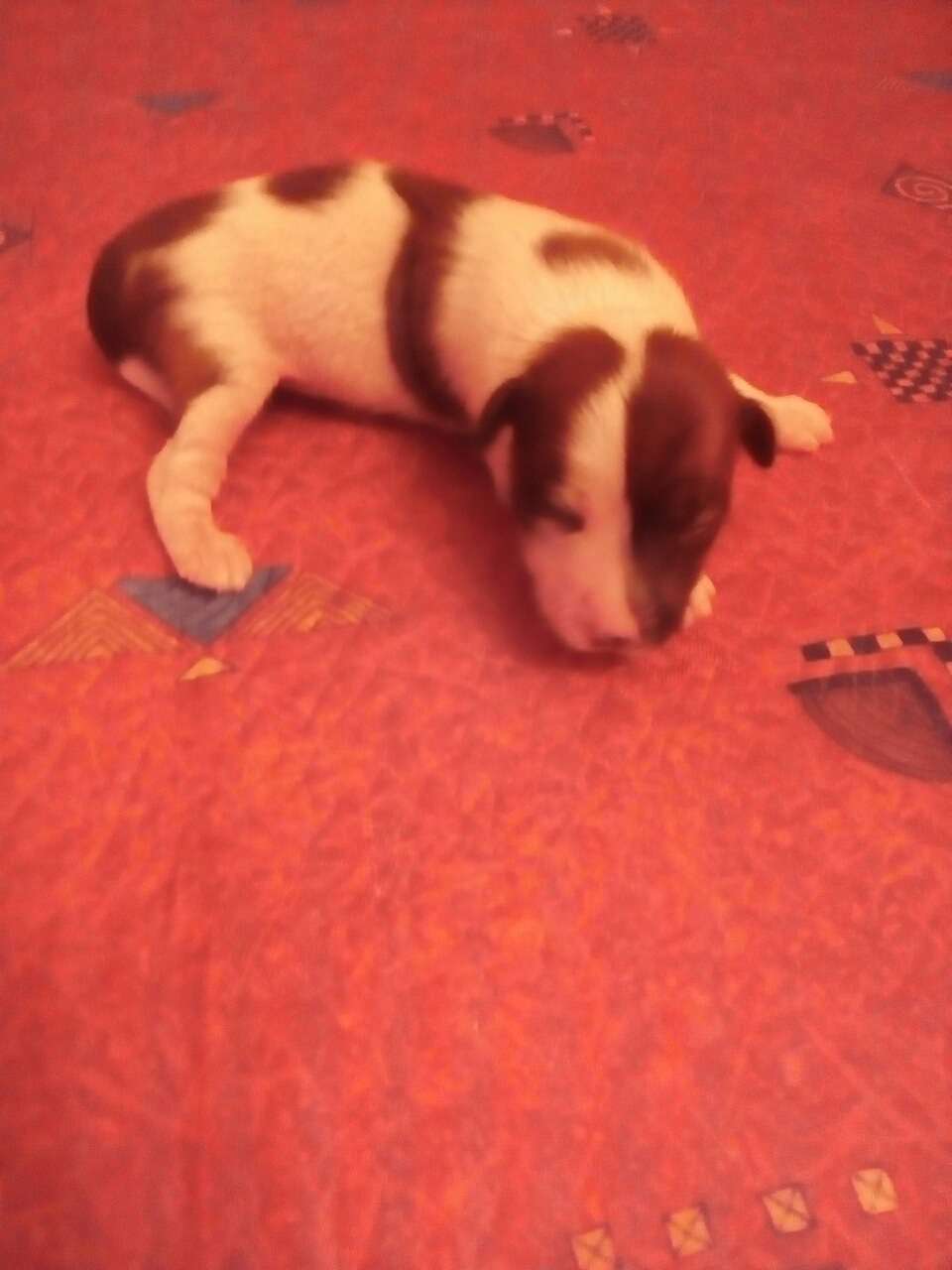 Sapfir iz Tsarskogo Sela Cherilin