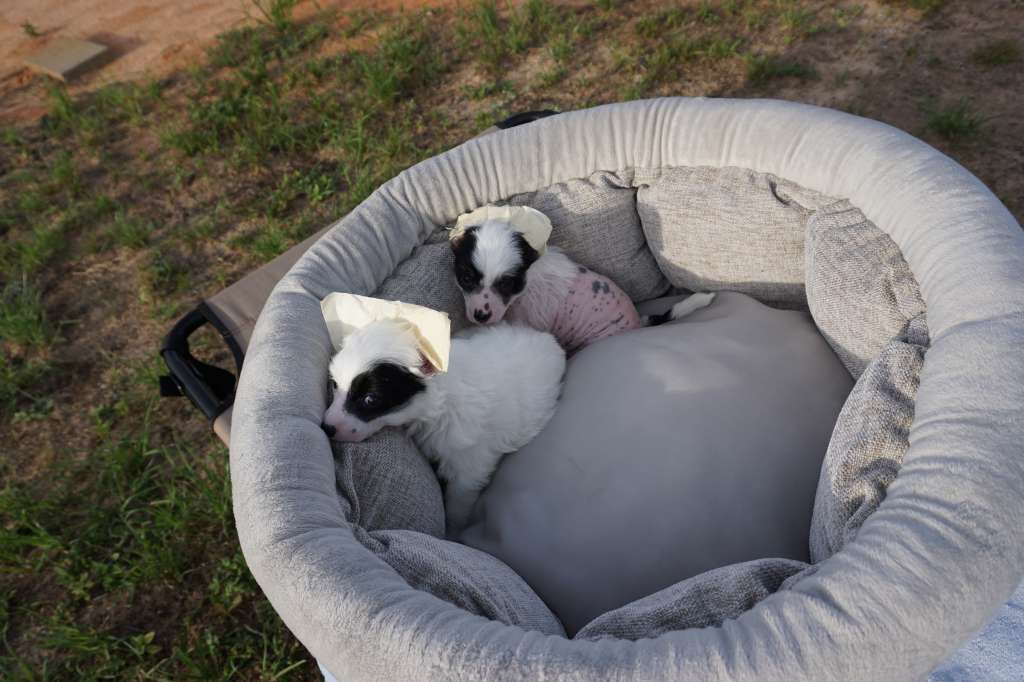 Magic Cresteds Beautifull Bilbi