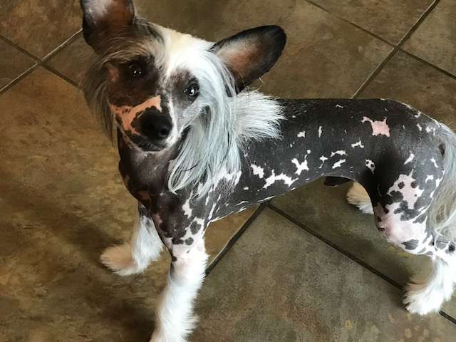 Magic Cresteds Brody Brave heart