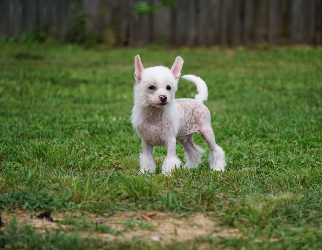 Magic Cresteds Be My Johnny Rico