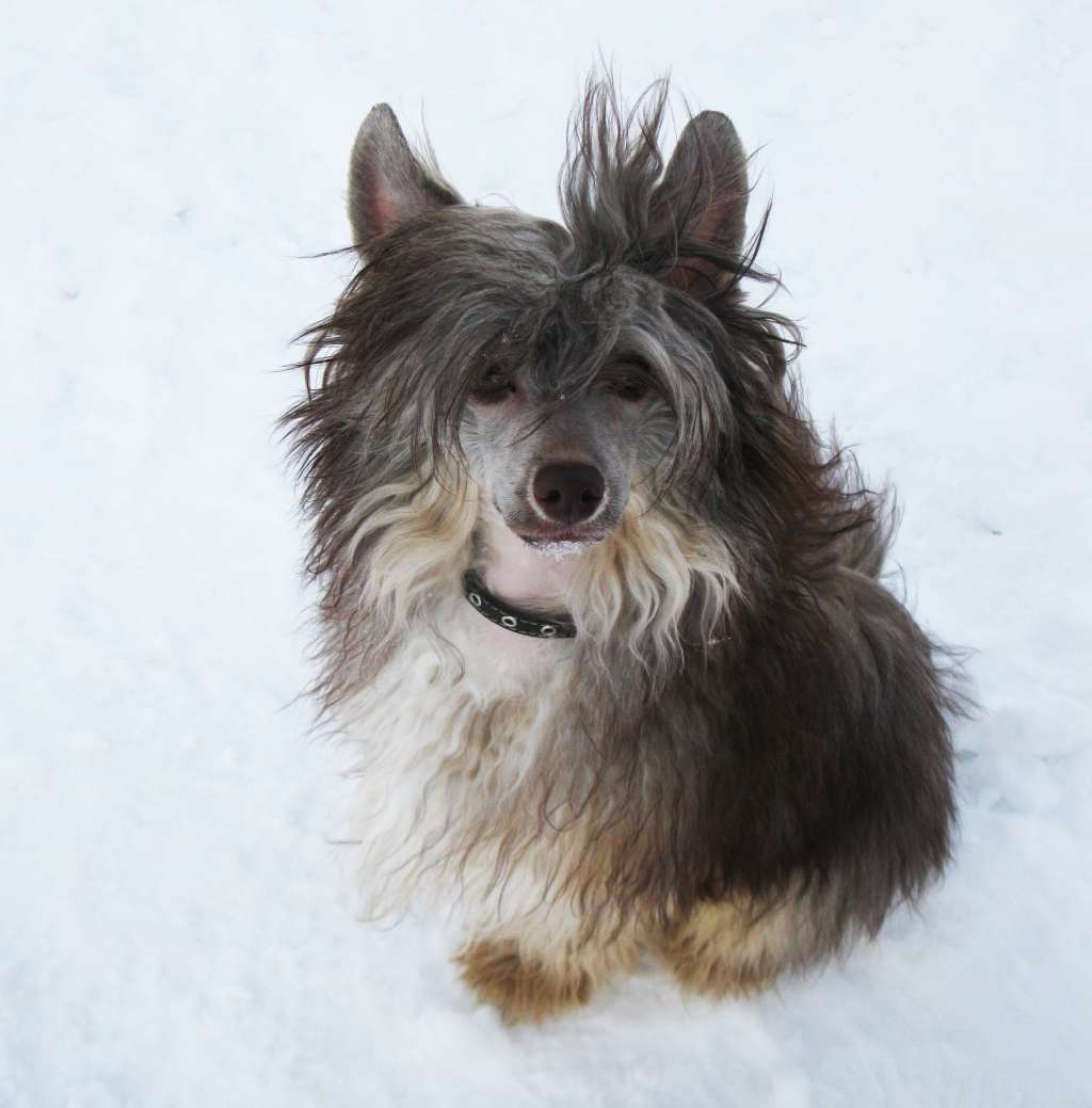 Muso Grazioso Nick for your Success