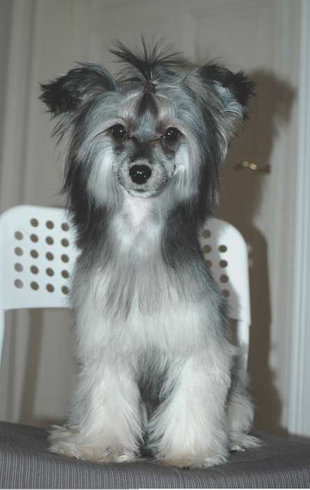 Muso Grazioso Leticia the Beauty