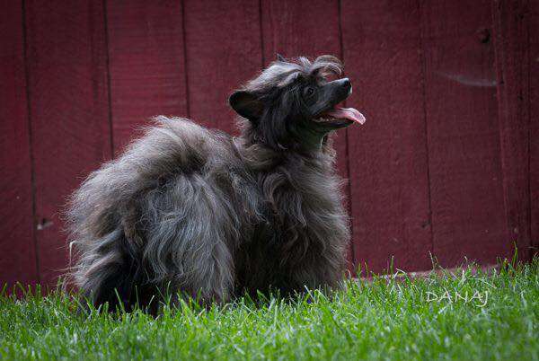 Solino's Mademoiselle Máxima