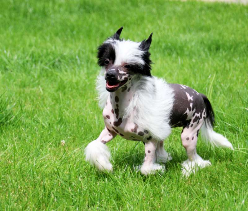 Solino's Nina van Tutti