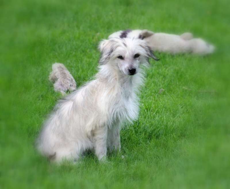 Solino's Norma Del Rey