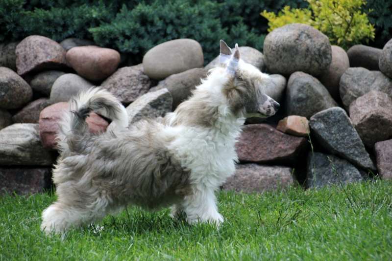 Solino's Nico el Pico