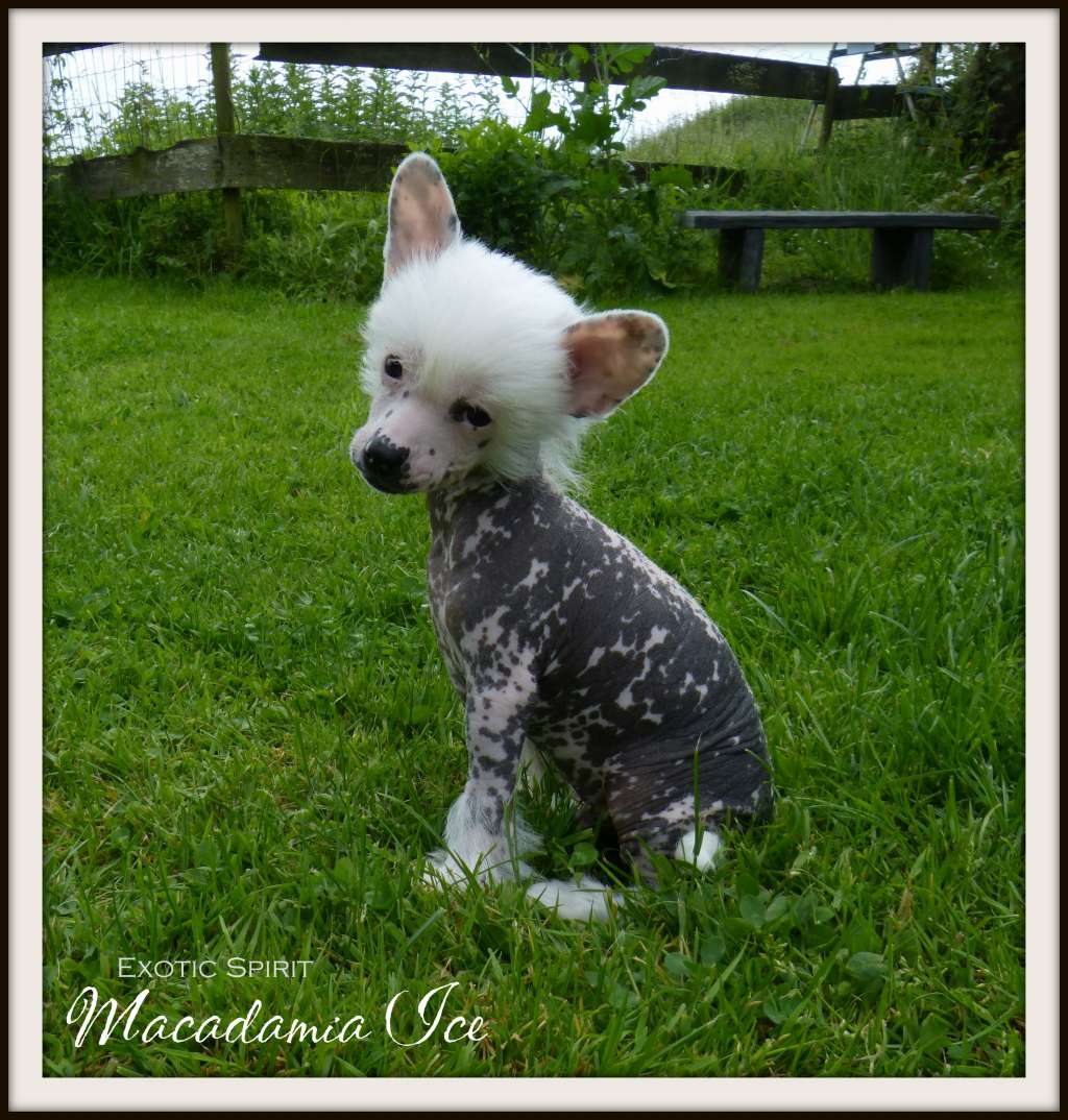 Exotic Spirit Macadamia Ice