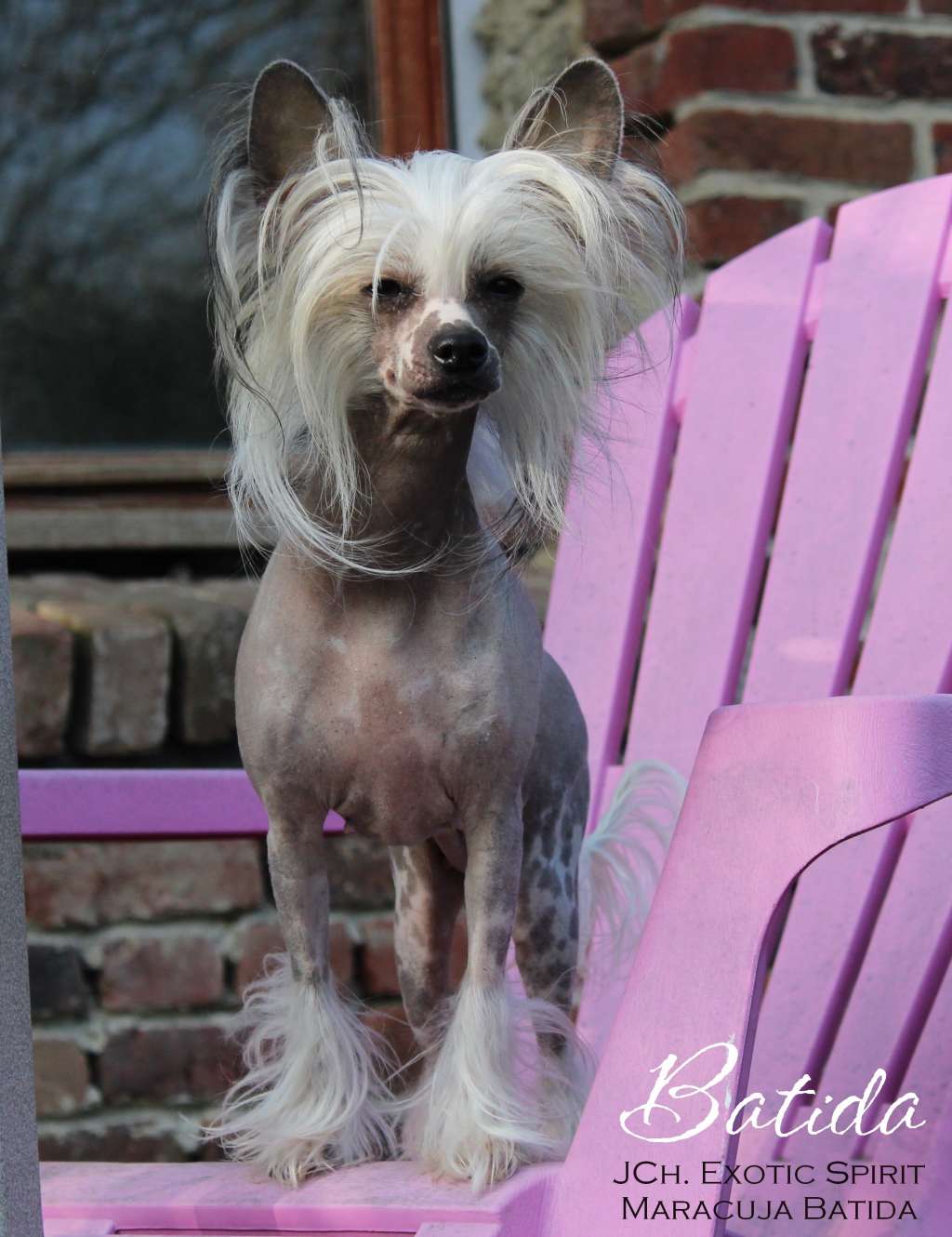 JCh. Exotic Spirit Maracuja Batida