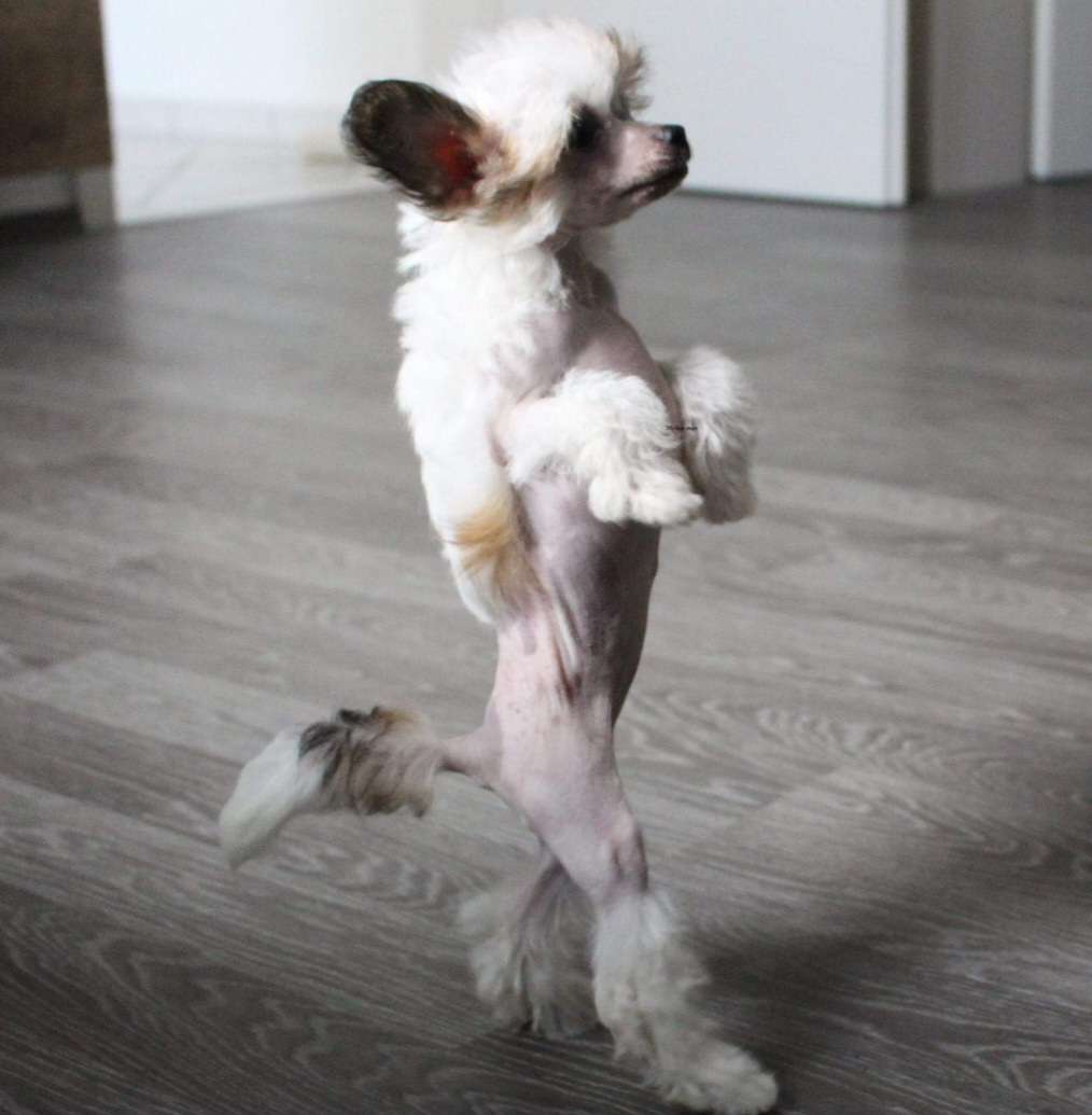 Fujete Gintaro Magija