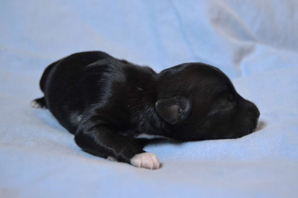 Only The Best Hades My Destiny