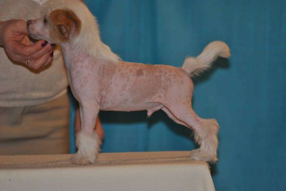 Grand Sunlife Golden Legend