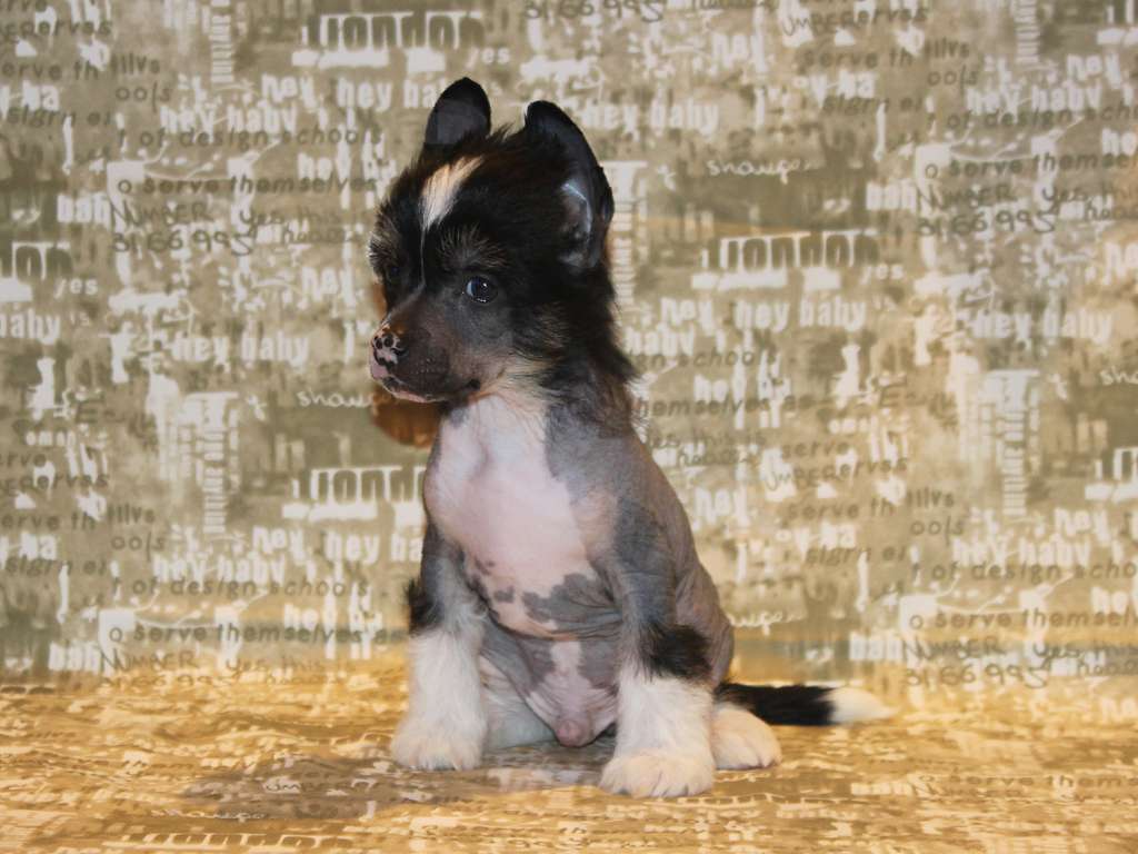 Lorita Star Zagadochnyy Prints