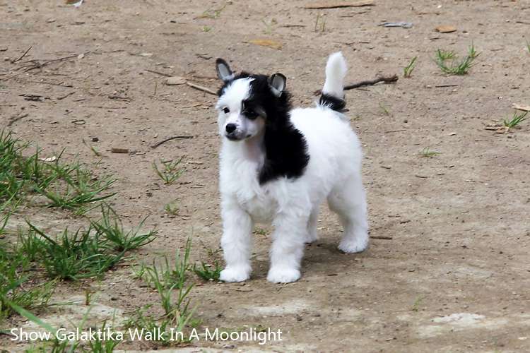 Show Galaktika Walk In A Moonlight