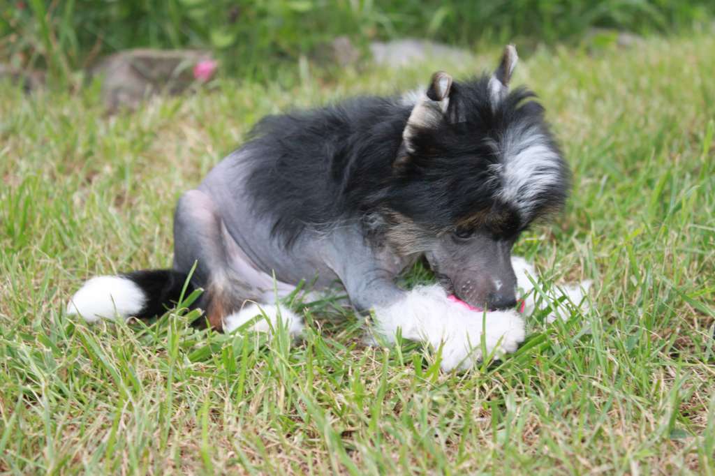 Ginger Lolli Pops  iz Clana Timurlana