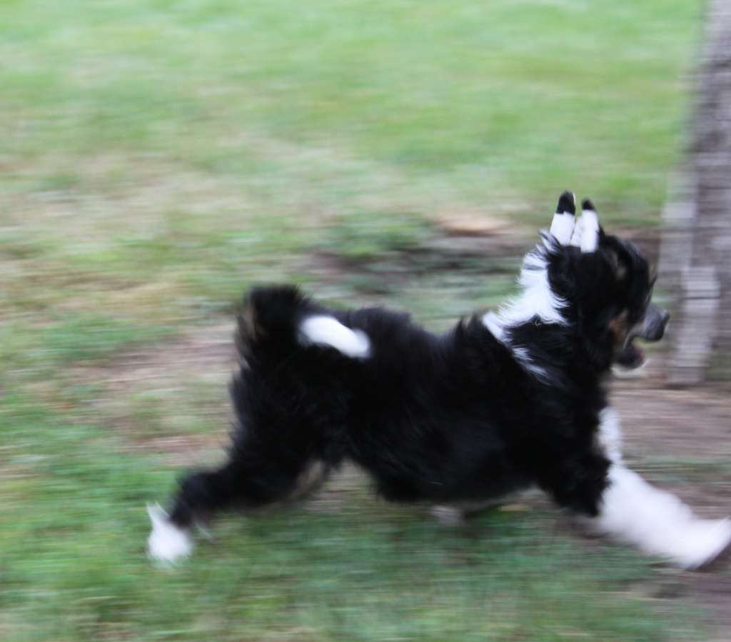 Granata Perl  iz Clana Timurlana