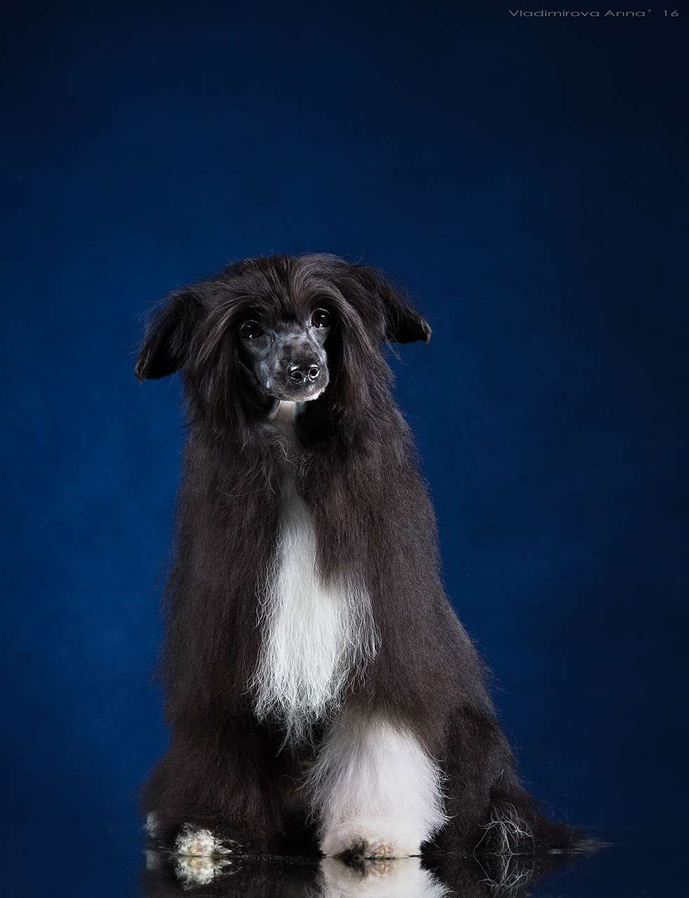 Show Galaktika Kawaii