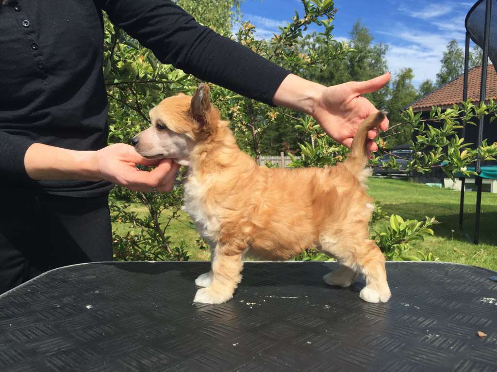 Moelmo's Unstoppable Me