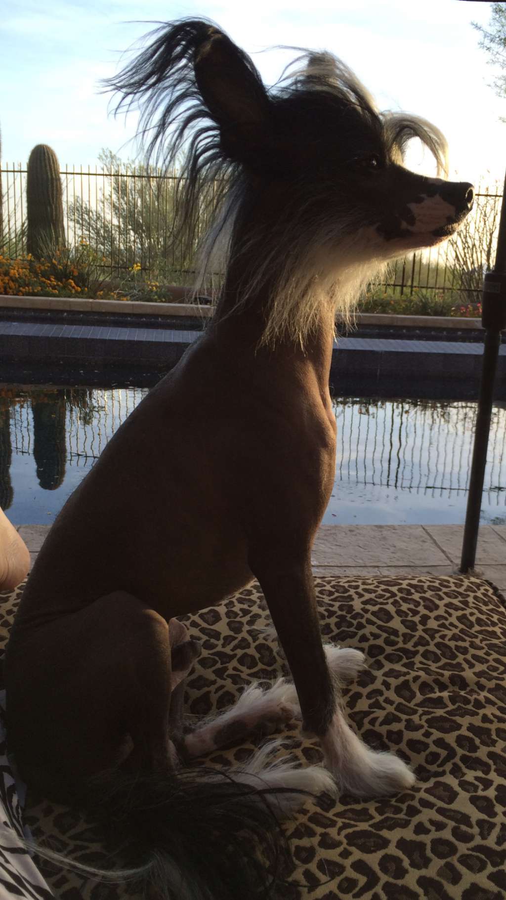 Traulsen's Pepe Le Pew