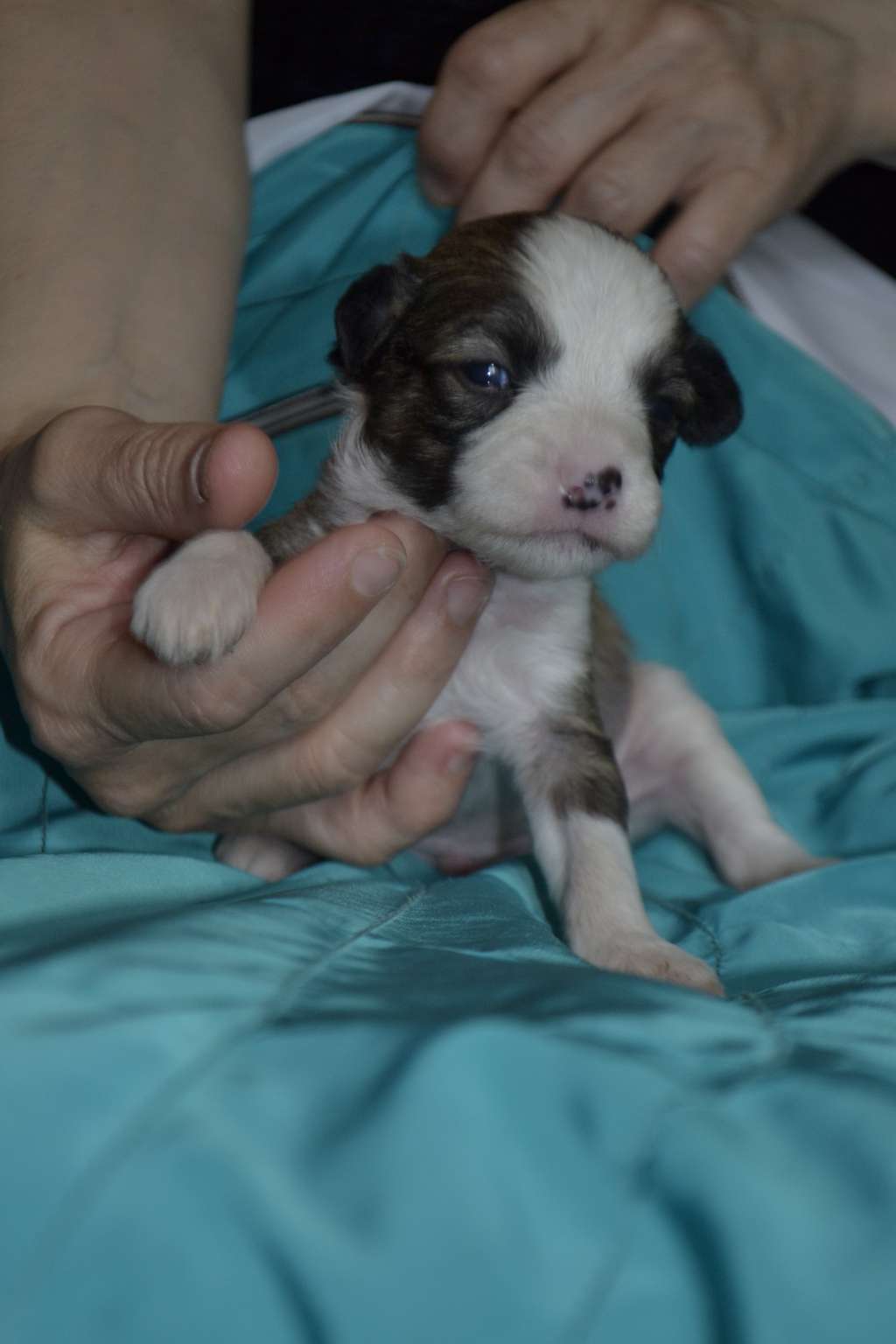 Shelcovij Shlejf SuperStar Show