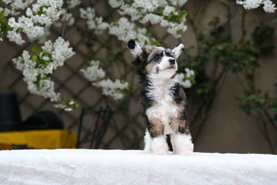 Chien Feerique's Im-King