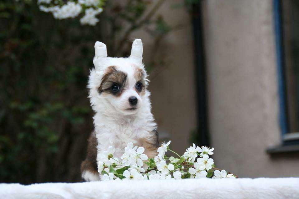 Chien Feerique's Bambi-Ricci