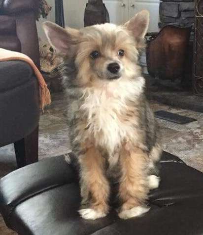 Delende The Littlest Outlaw