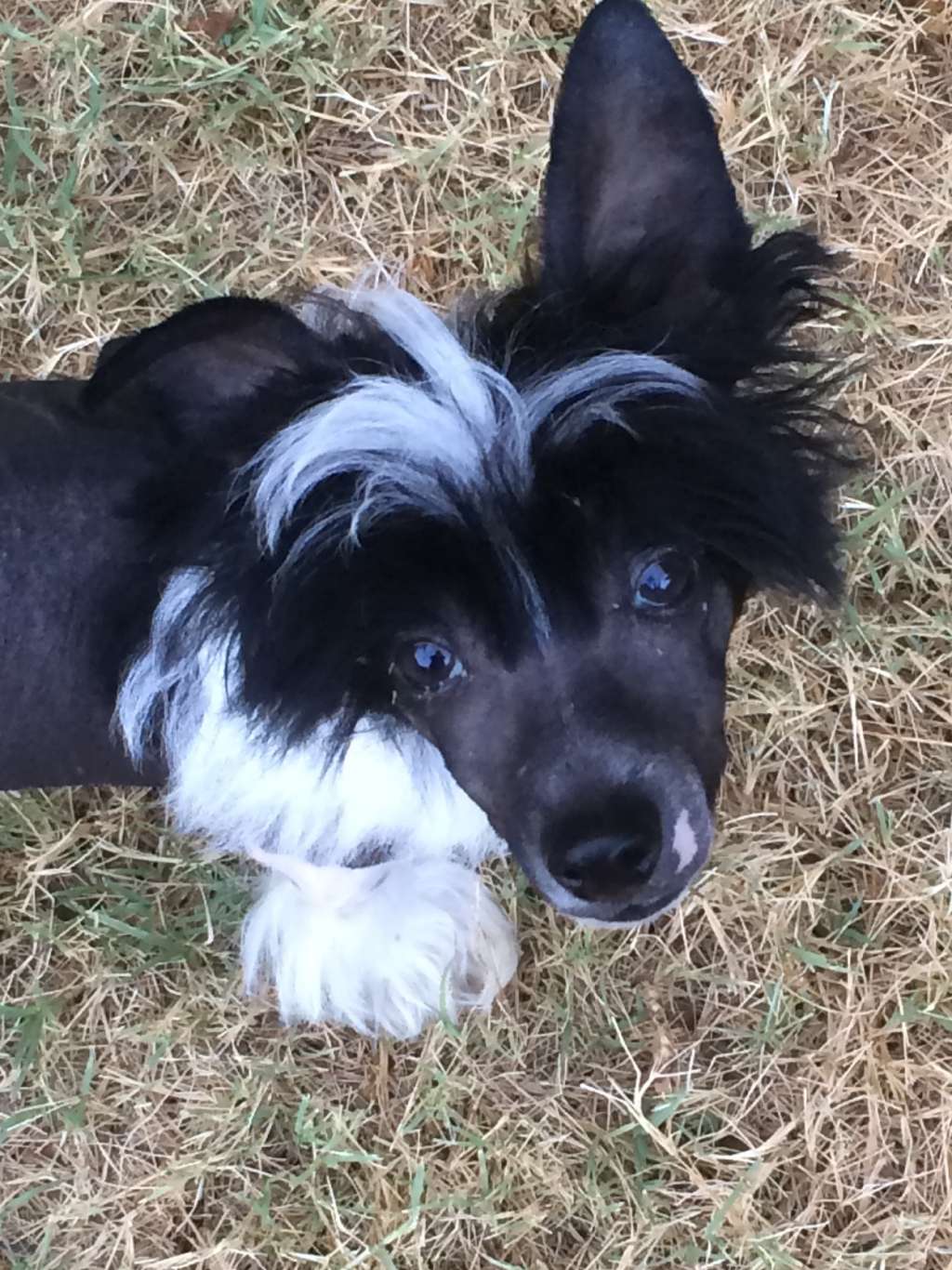 Delende-Sterling The Black Stallion