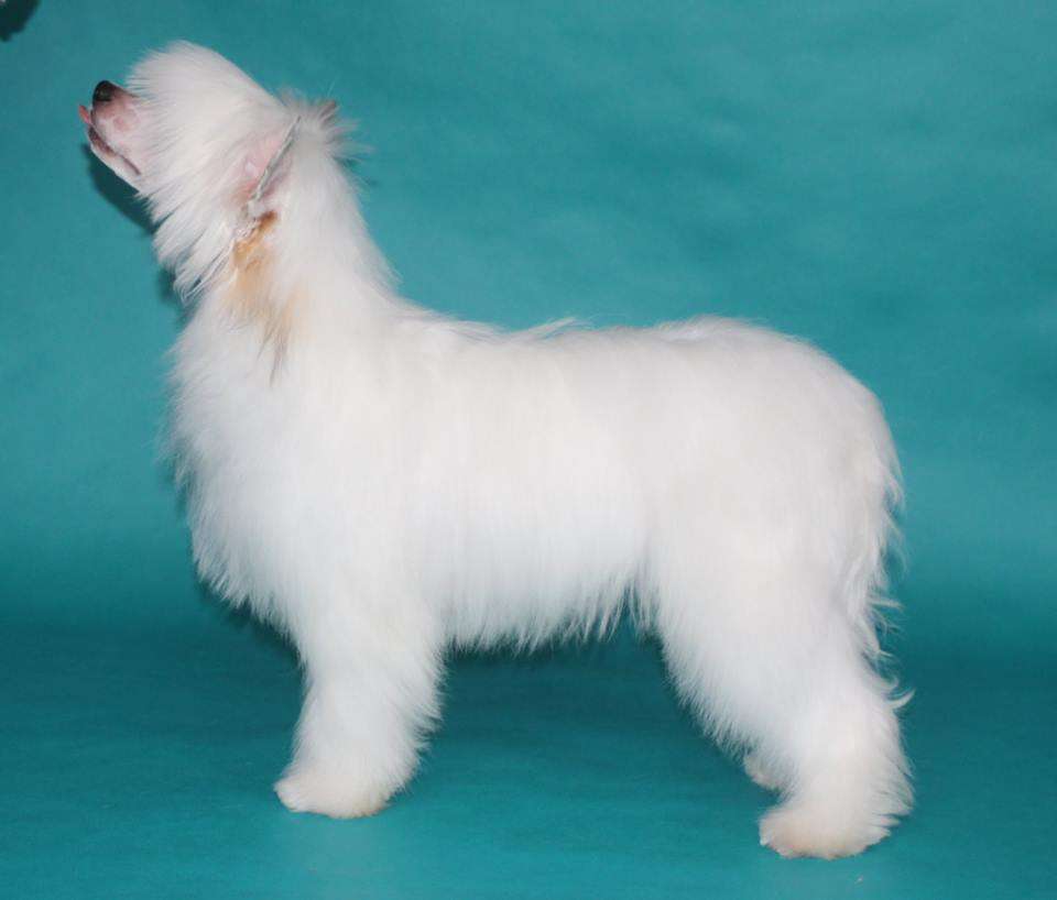 Secret Honor Dzentelmena